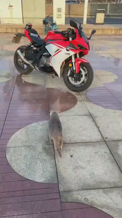 Motorcycle Pet Helmet