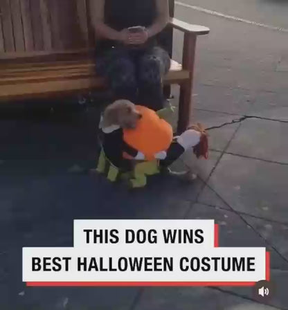 Dog Halloween Costumes