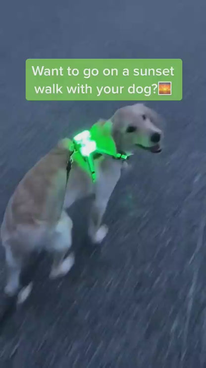 LED Dog Harness