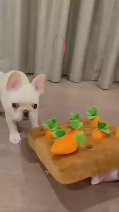 Dog Pulling Carrots