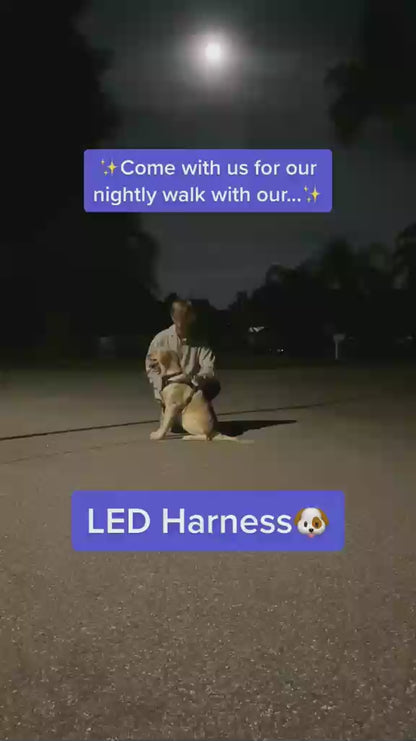 LED Dog Harness