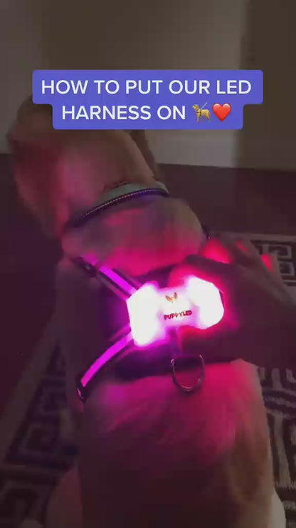 LED Dog Harness