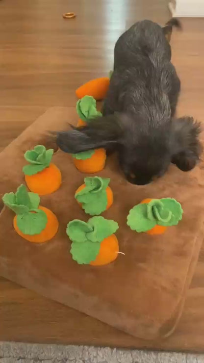 Dog Pulling Carrots